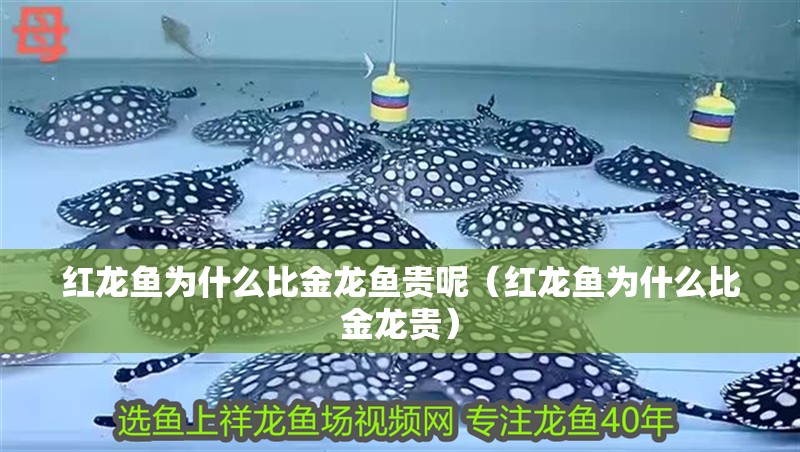 紅龍魚為什么比金龍魚貴呢（紅龍魚為什么比金龍貴）