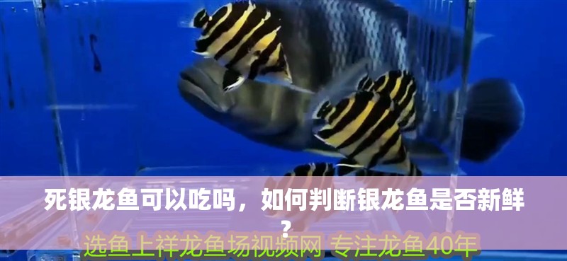 死銀龍魚可以吃嗎，如何判斷銀龍魚是否新鮮？