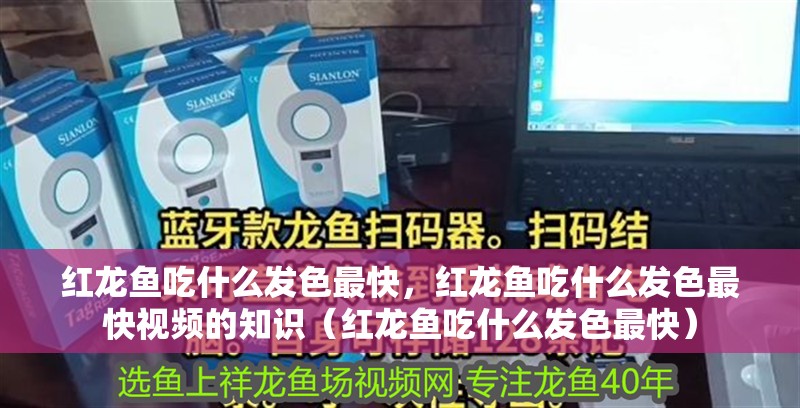 紅龍魚吃什么發色最快，紅龍魚吃什么發色最快視頻的知識（紅龍魚吃什么發色最快）