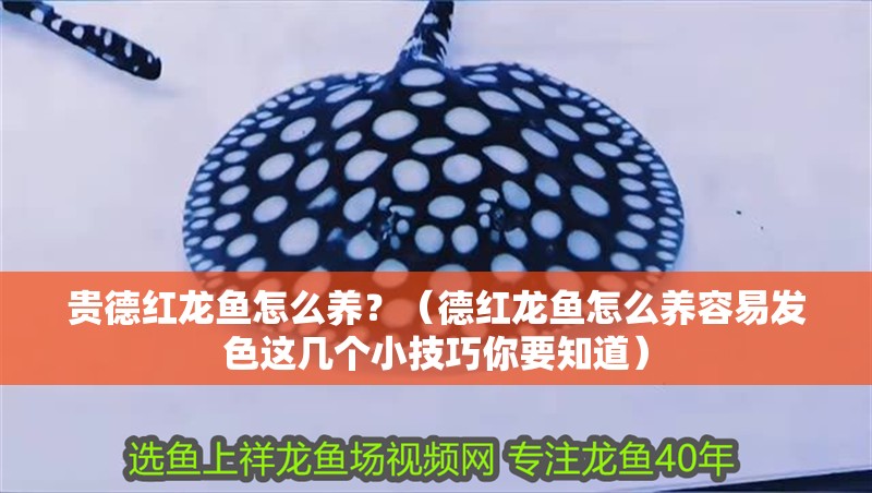 貴德紅龍魚怎么養？（德紅龍魚怎么養容易發色這幾個小技巧你要知道）