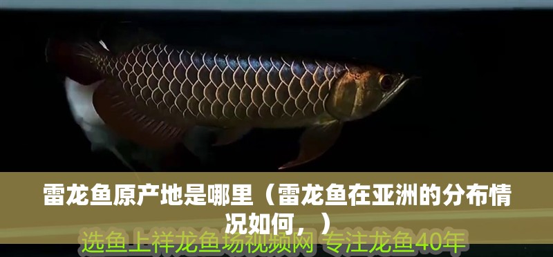 雷龍魚原產地是哪里（雷龍魚在亞洲的分布情況如何，）