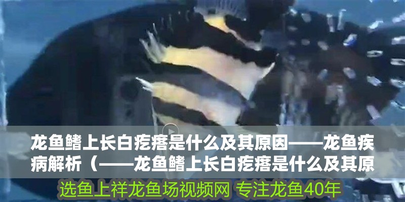 龍魚鰭上長白疙瘩是什么及其原因——龍魚疾病解析(——龍魚鰭上長白疙瘩是什么及其原因)