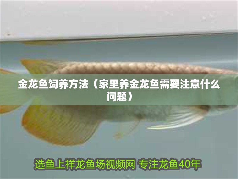 金龍魚飼養方法（家里養金龍魚需要注意什么問題）