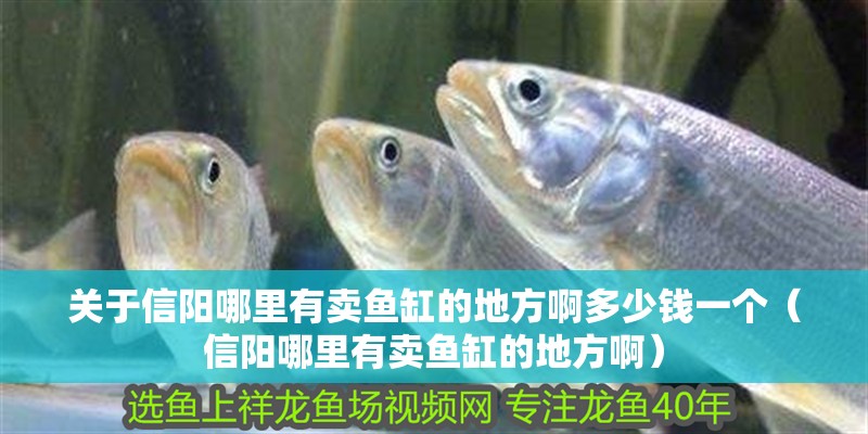關(guān)于信陽哪里有賣魚缸的地方啊多少錢一個（信陽哪里有賣魚缸的地方啊）