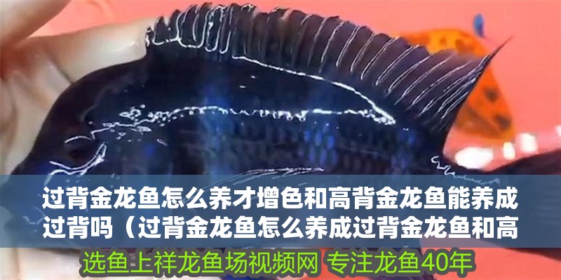 過背金龍魚怎么養才增色和高背金龍魚能養成過背嗎（過背金龍魚怎么養成過背金龍魚和高背金龍魚能養成過背嗎）