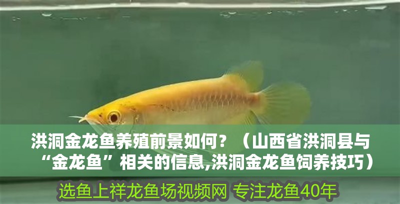 洪洞金龍魚養殖前景如何？（山西省洪洞縣與“金龍魚”相關的信息,洪洞金龍魚飼養技巧）