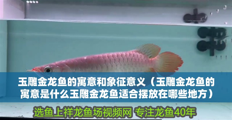 玉雕金龍魚的寓意和象征意義（玉雕金龍魚的寓意是什么玉雕金龍魚適合擺放在哪些地方）