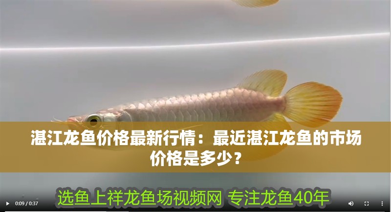 湛江龍魚價格最新行情：最近湛江龍魚的市場價格是多少？