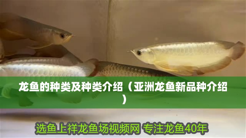 龍魚的種類及種類介紹（亞洲龍魚新品種介紹） 龍魚的種類及種類介紹（亞洲龍魚新品種介紹） 觀賞魚百科