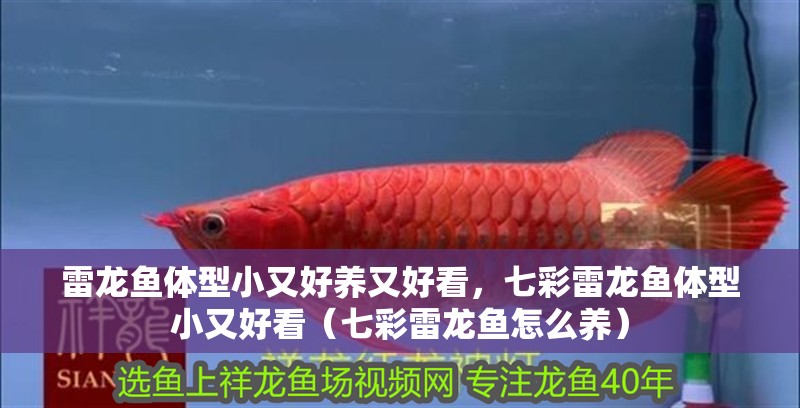 雷龍魚體型小又好養(yǎng)又好看，七彩雷龍魚體型小又好看（七彩雷龍魚怎么養(yǎng)）