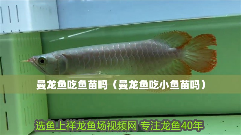 曼龍魚吃魚苗嗎（曼龍魚吃小魚苗嗎）