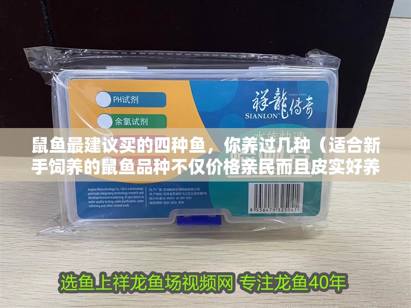 鼠魚最建議買的四種魚，你養過幾種（適合新手飼養的鼠魚品種不僅價格親民而且皮實好養）