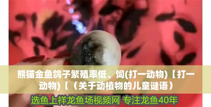 熊貓金魚鴿子繁殖率低、飼(打一動物)【打一動物)【（關于動植物的兒童謎語）