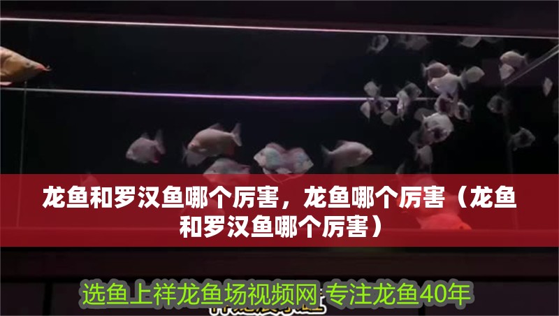 龍魚和羅漢魚哪個厲害，龍魚哪個厲害（龍魚和羅漢魚哪個厲害）