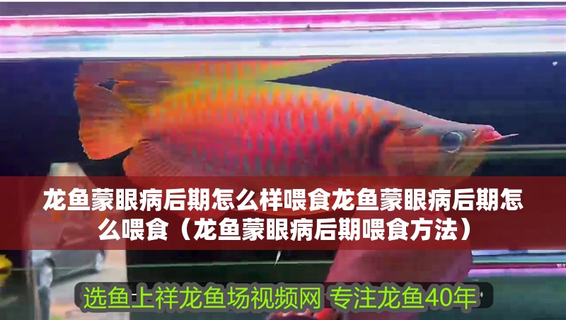 龍魚蒙眼病后期怎么樣喂食龍魚蒙眼病后期怎么喂食（龍魚蒙眼病后期喂食方法）