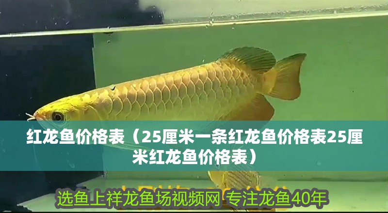 紅龍魚價格表（25厘米一條紅龍魚價格表25厘米紅龍魚價格表） 紅龍魚價格表（25厘米一條紅龍魚價格表25厘米紅龍魚價格表） 觀賞魚百科 第4張