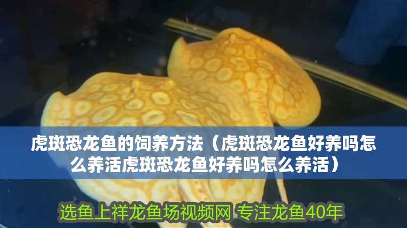 虎斑恐龍魚的飼養方法（虎斑恐龍魚好養嗎怎么養活虎斑恐龍魚好養嗎怎么養活）