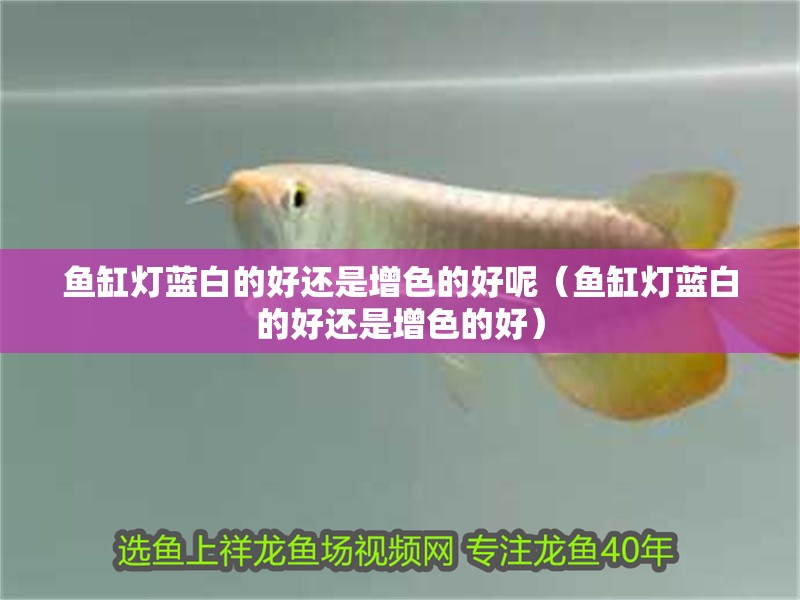 魚缸燈藍(lán)白的好還是增色的好呢（魚缸燈藍(lán)白的好還是增色的好）