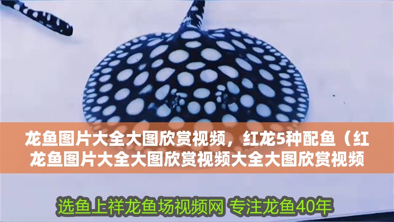 龍魚圖片大全大圖欣賞視頻，紅龍5種配魚（紅龍魚圖片大全大圖欣賞視頻大全大圖欣賞視頻大全大圖欣賞）