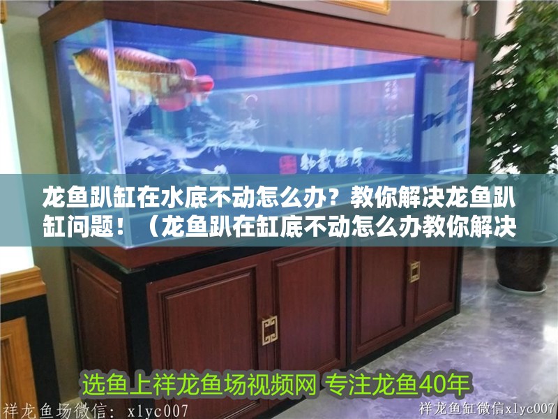 龍魚趴缸在水底不動怎么辦？教你解決龍魚趴缸問題！（龍魚趴在缸底不動怎么辦教你解決龍魚趴缸問題） 龍魚趴缸在水底不動怎么辦？教你解決龍魚趴缸問題！（龍魚趴在缸底不動怎么辦教你解決龍魚趴缸問題） 觀賞魚百科 第2張