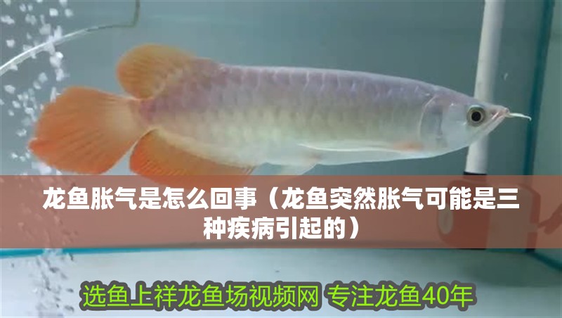 龍魚脹氣是怎么回事（龍魚突然脹氣可能是三種疾病引起的） 龍魚脹氣是怎么回事（龍魚突然脹氣可能是三種疾病引起的） 觀賞魚百科 第5張