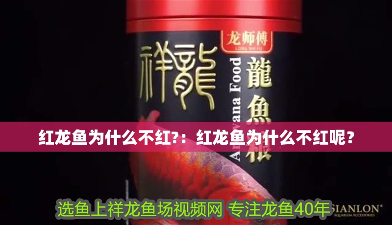 紅龍魚為什么不紅?：紅龍魚為什么不紅呢？