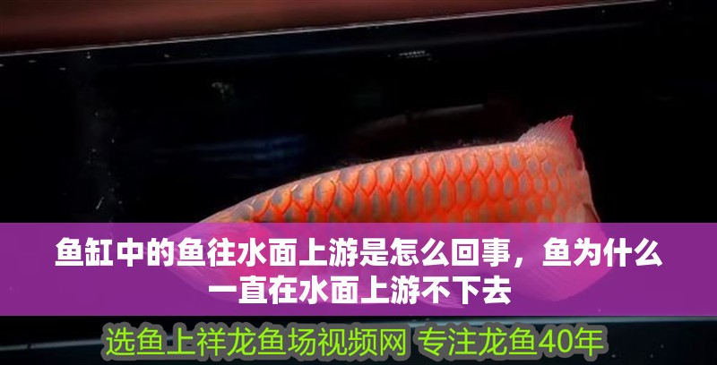 魚缸中的魚往水面上游是怎么回事，魚為什么一直在水面上游不下去