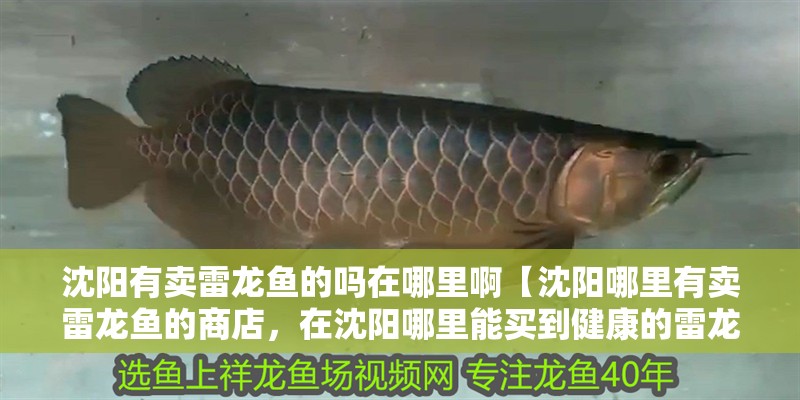 沈陽有賣雷龍魚的嗎在哪里啊【沈陽哪里有賣雷龍魚的商店，在沈陽哪里能買到健康的雷龍魚】