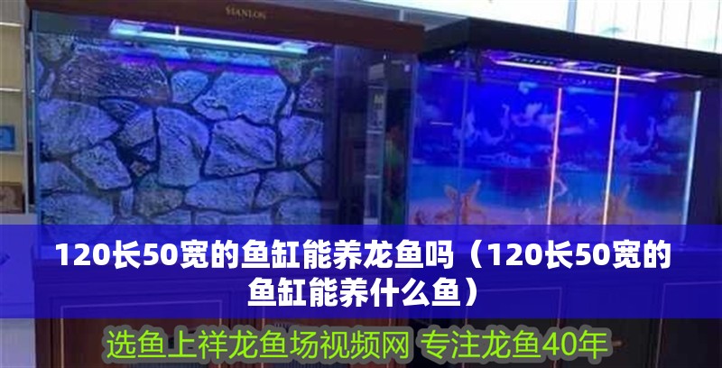 120長50寬的魚缸能養龍魚嗎（120長50寬的魚缸能養什么魚）