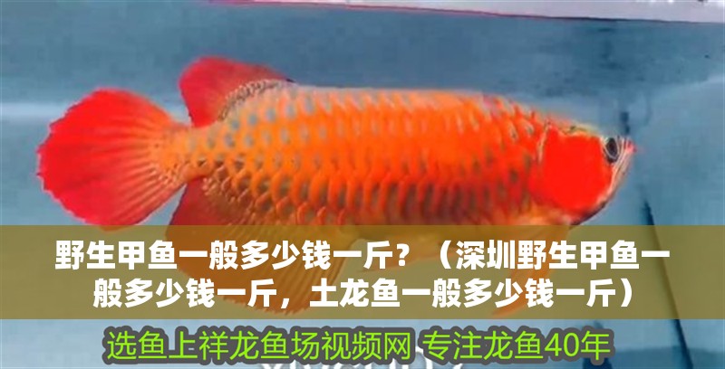 野生甲魚一般多少錢一斤？（深圳野生甲魚一般多少錢一斤，土龍魚一般多少錢一斤）