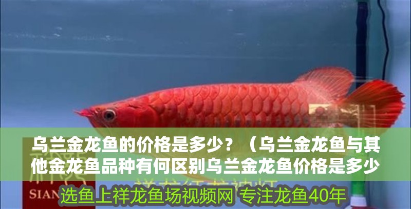 烏蘭金龍魚的價格是多少？（烏蘭金龍魚與其他金龍魚品種有何區別烏蘭金龍魚價格是多少）