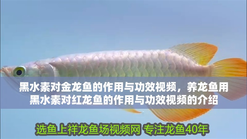 黑水素對金龍魚的作用與功效視頻，養(yǎng)龍魚用黑水素對紅龍魚的作用與功效視頻的介紹