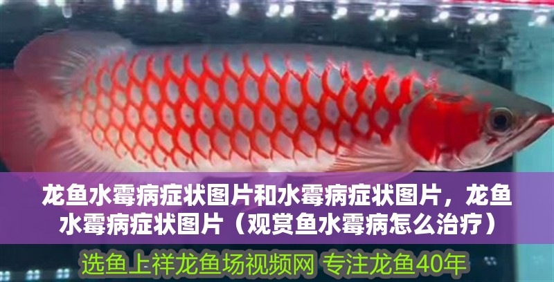 龍魚水霉病癥狀圖片和水霉病癥狀圖片，龍魚水霉病癥狀圖片（觀賞魚水霉病怎么治療）