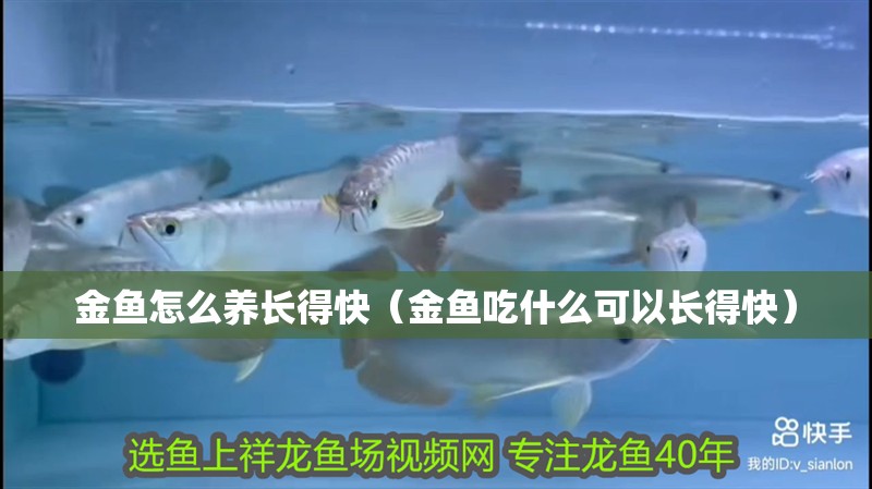 金魚怎么養長得快（金魚吃什么可以長得快）