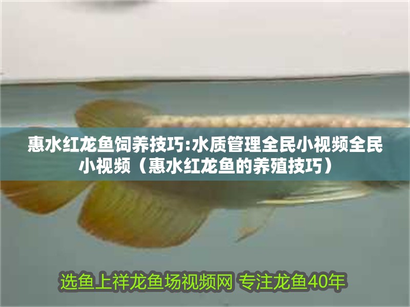 惠水紅龍魚飼養技巧:水質管理全民小視頻全民小視頻（惠水紅龍魚的養殖技巧）