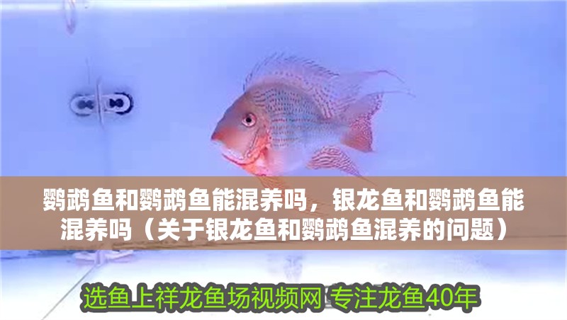 鸚鵡魚和鸚鵡魚能混養嗎，銀龍魚和鸚鵡魚能混養嗎（關于銀龍魚和鸚鵡魚混養的問題）