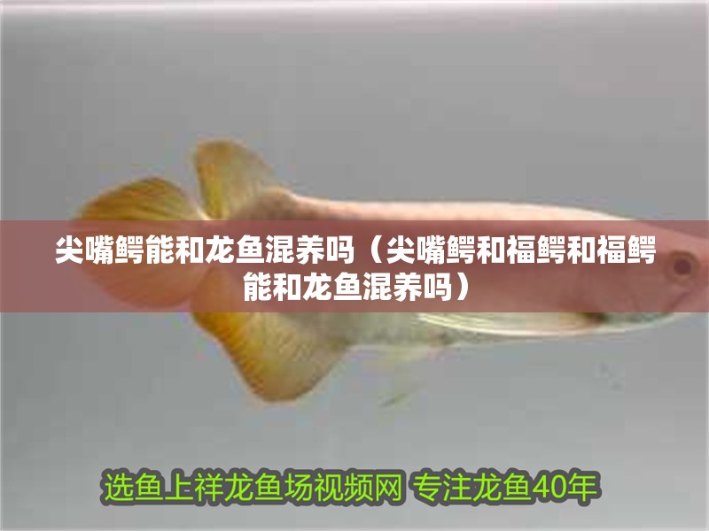 尖嘴鱷能和龍魚混養嗎（尖嘴鱷和福鱷和福鱷能和龍魚混養嗎）