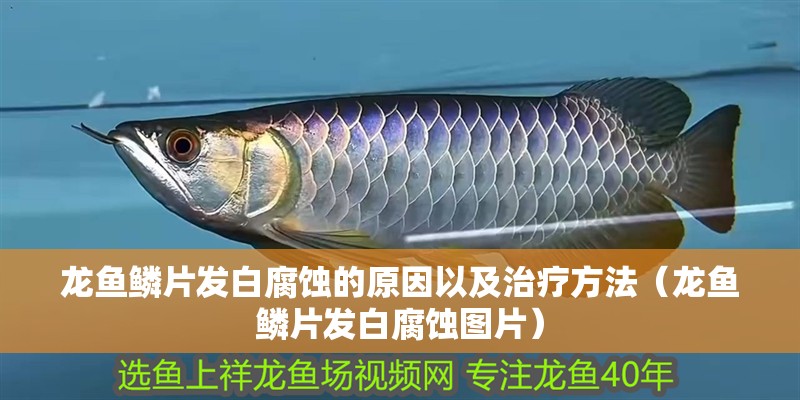 龍魚(yú)鱗片發(fā)白腐蝕的原因以及治療方法（龍魚(yú)鱗片發(fā)白腐蝕圖片）