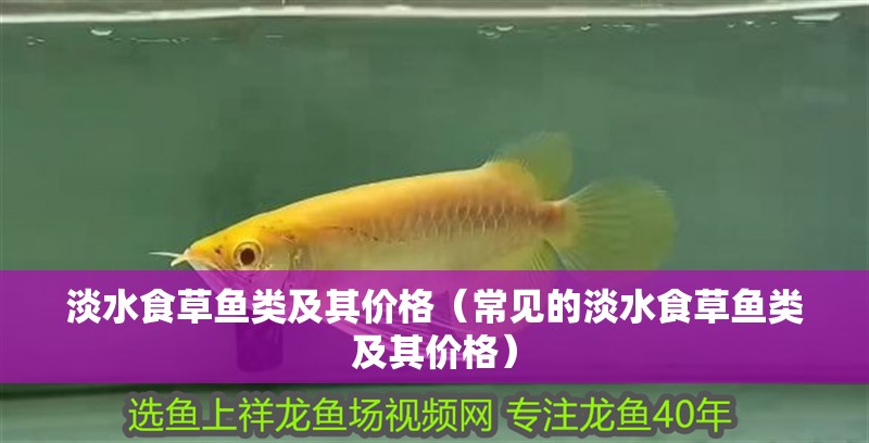 淡水食草魚類及其價(jià)格（常見的淡水食草魚類及其價(jià)格）