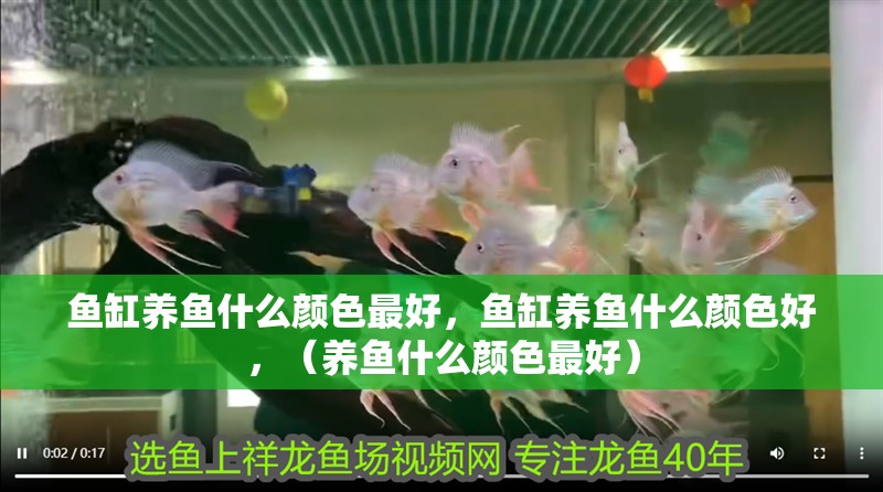 魚缸養魚什么顏色最好，魚缸養魚什么顏色好，（養魚什么顏色最好）