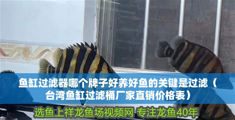魚缸過濾器哪個牌子好養好魚的關鍵是過濾（臺灣魚缸過濾桶廠家直銷價格表）