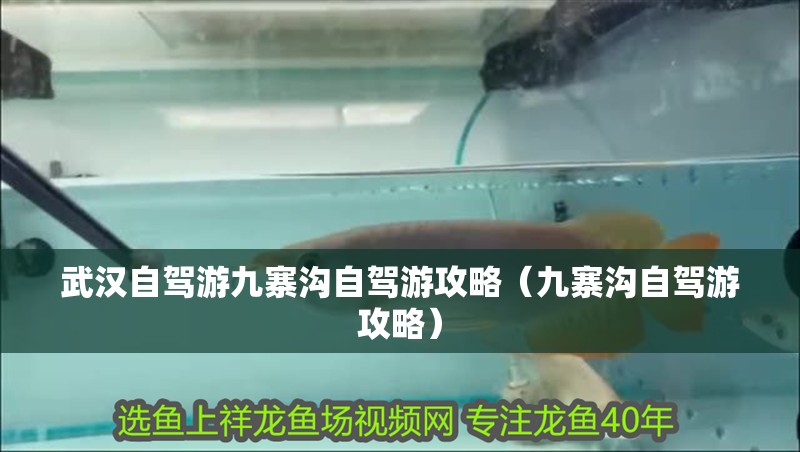 魚缸過濾器選購指南:自制魚缸過濾器魚缸上置過濾器對于養魚愛好者的必備知識 武漢自駕游九寨溝自駕游攻略(九寨溝自駕游攻略) 觀賞魚百科 武漢自駕游九寨溝自駕游攻略(九寨溝自駕游攻略) 武漢自駕游九寨溝自駕游攻略(九寨溝自駕游攻略) 觀賞魚百科
