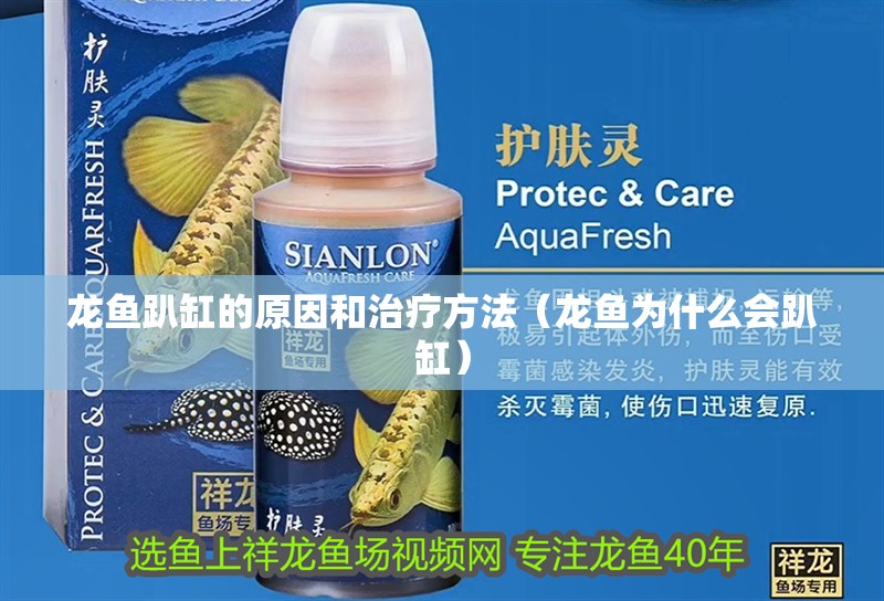 龍魚趴缸的原因和治療方法（龍魚為什么會趴缸）