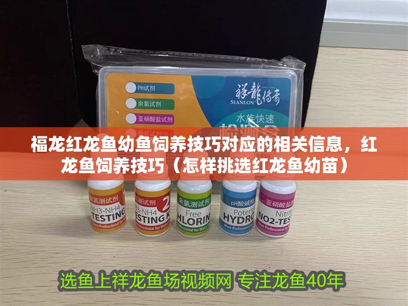 福龍紅龍魚幼魚飼養技巧對應的相關信息，紅龍魚飼養技巧（怎樣挑選紅龍魚幼苗）