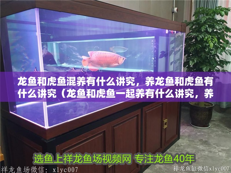 龍魚和虎魚混養(yǎng)有什么講究，養(yǎng)龍魚和虎魚有什么講究（龍魚和虎魚一起養(yǎng)有什么講究，養(yǎng)龍魚和虎魚有什么講究）
