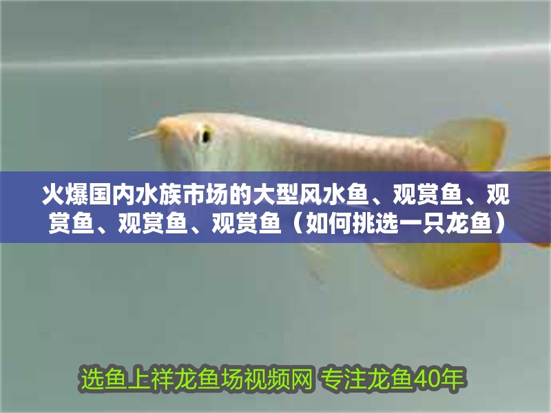 火爆國(guó)內(nèi)水族市場(chǎng)的大型風(fēng)水魚、觀賞魚、觀賞魚、觀賞魚、觀賞魚（如何挑選一只龍魚）