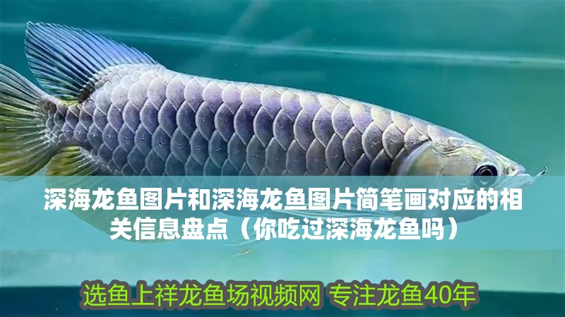深海龍魚圖片和深海龍魚圖片簡筆畫對應(yīng)的相關(guān)信息盤點（你吃過深海龍魚嗎）