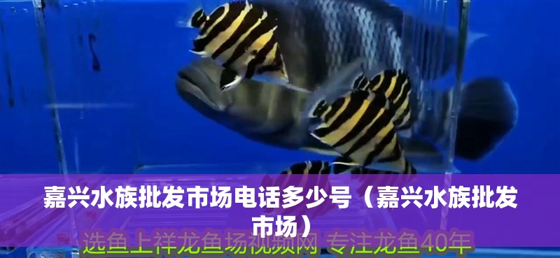 嘉興水族批發(fā)市場(chǎng)電話多少號(hào)（嘉興水族批發(fā)市場(chǎng)）