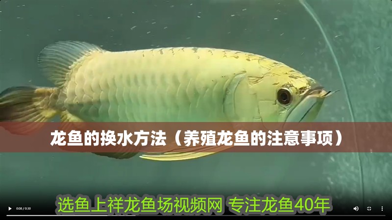 龍魚的換水方法（養殖龍魚的注意事項）