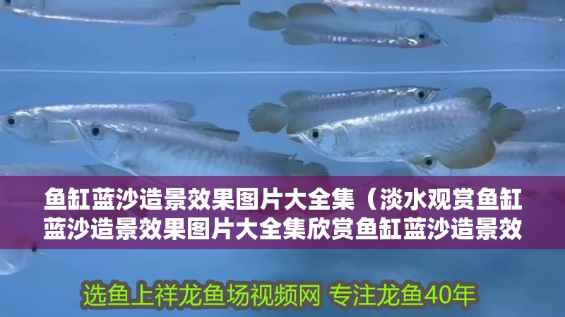 魚缸藍(lán)沙造景效果圖片大全集（淡水觀賞魚缸藍(lán)沙造景效果圖片大全集欣賞魚缸藍(lán)沙造景效果圖片大全集）
